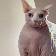 lalalabb